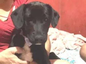 Cachorro raça SRD-ViraLata idade 2 a 6 meses nome Mel