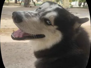 Cachorro raça Pastor Alemão idade 7 a 11 meses nome Apollo