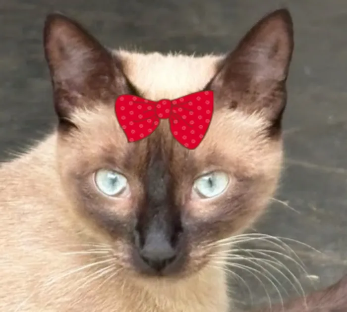 Gato raça Siamês idade 7 a 11 meses nome Jade