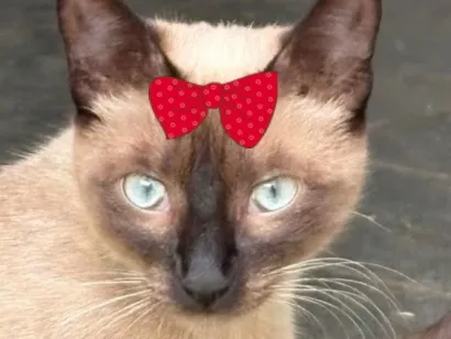Gato raça Siamês idade 7 a 11 meses nome Jade