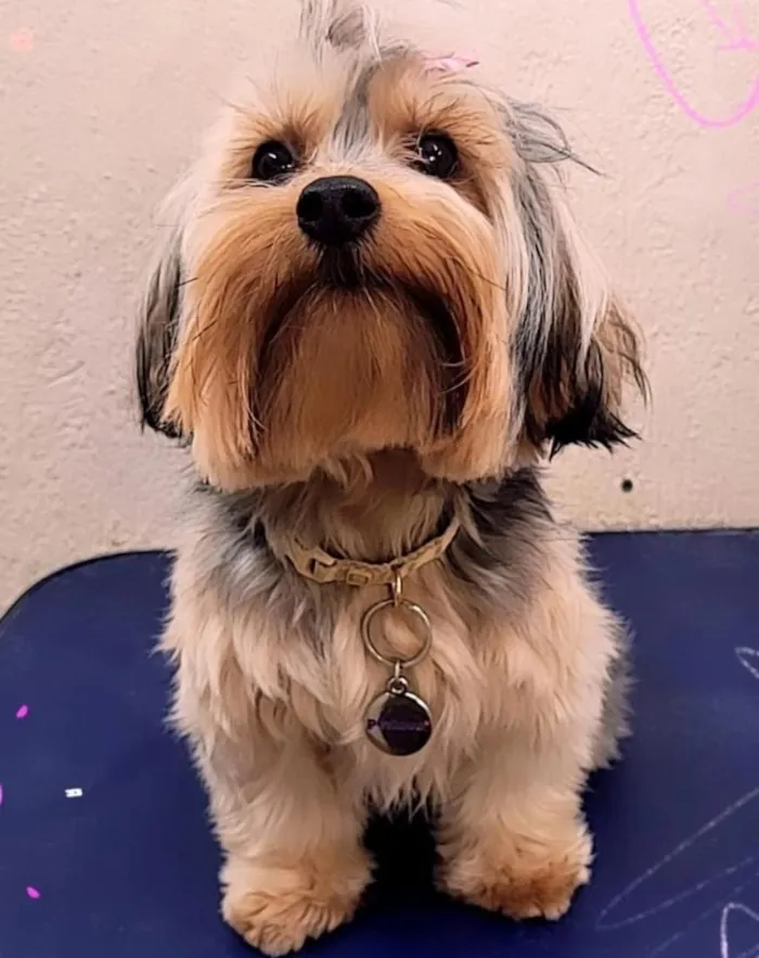 Cachorro raça SRD-ViraLata idade 4 anos nome Lola 
