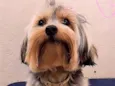 Lola 
