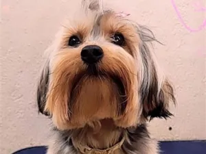 Cachorro raça SRD-ViraLata idade 4 anos nome Lola 