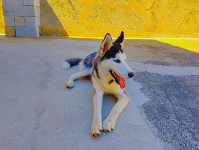 Cachorro raça Husky Siberiano  idade 1 ano nome Lobinho