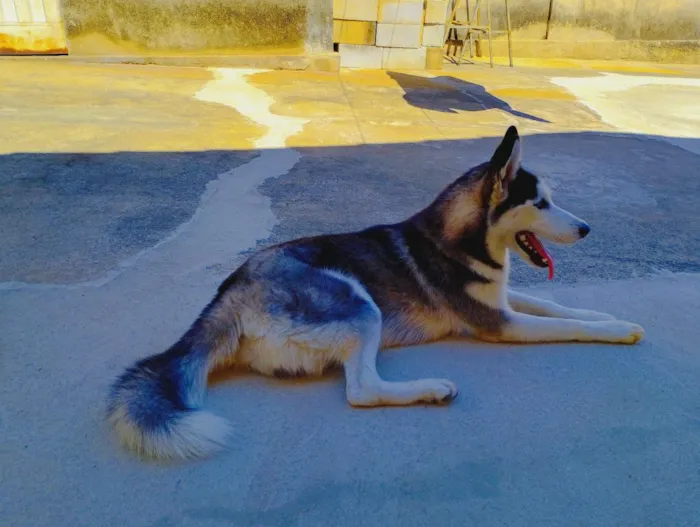 Cachorro raça Husky Siberiano  idade 1 ano nome Lobinho