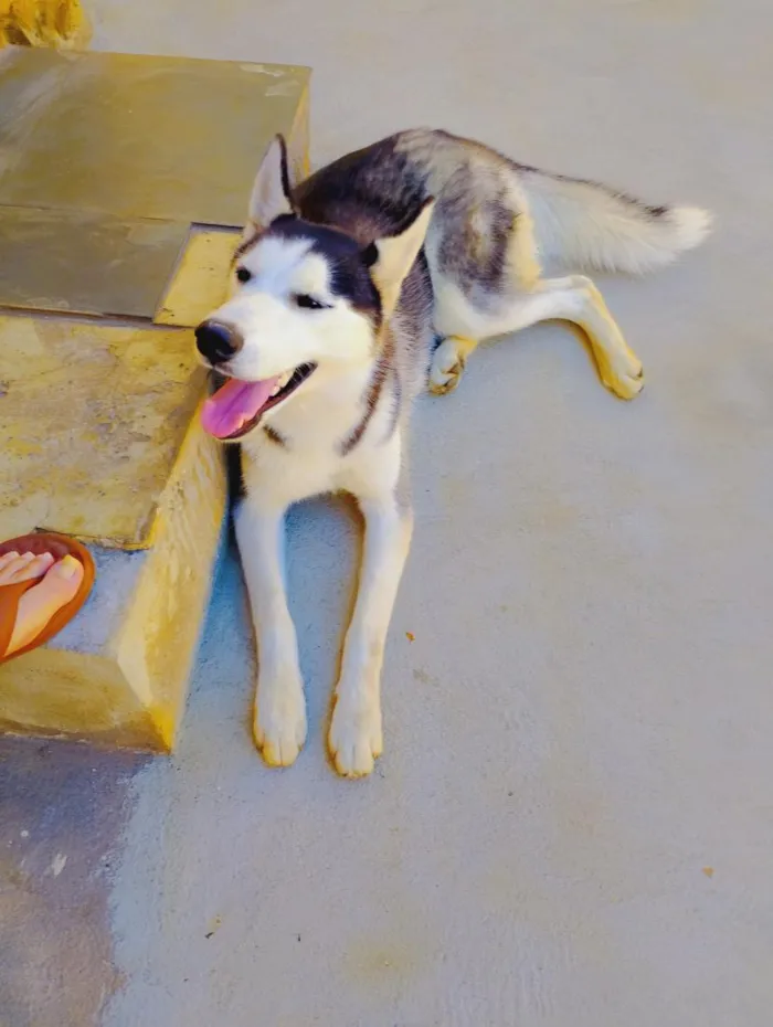 Cachorro raça Husky Siberiano  idade 1 ano nome Lobinho