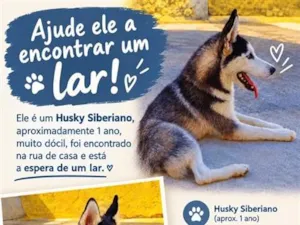 Cachorro raça Husky Siberiano  idade 1 ano nome Lobinho