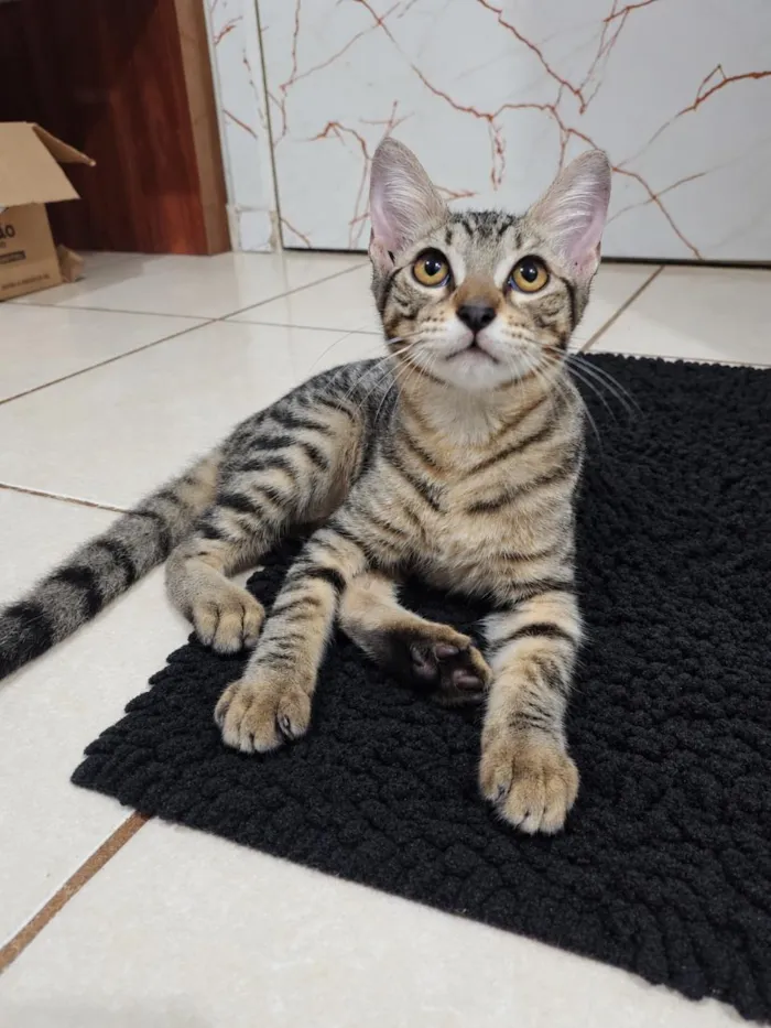Gato raça SRD-ViraLata idade 2 a 6 meses nome Japoca