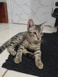Japoca