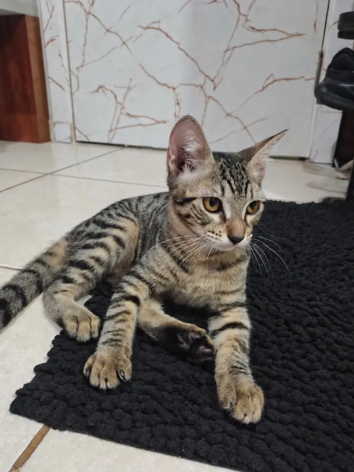 Gato raça SRD-ViraLata idade 2 a 6 meses nome Japoca