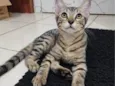 Japoca