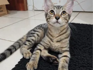 Gato raça SRD-ViraLata idade 2 a 6 meses nome Japoca