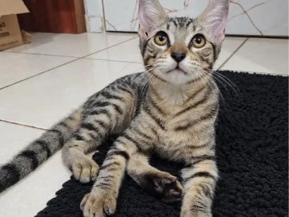 Gato raça SRD-ViraLata idade 2 a 6 meses nome Japoca