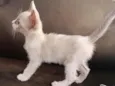melo