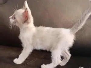 Gato raça SRD-ViraLata idade 2 a 6 meses nome melo