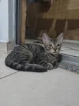 Cabecinha