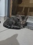 Cabecinha