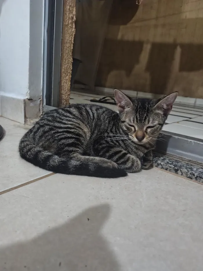 Gato raça SRD-ViraLata idade 2 a 6 meses nome Cabecinha