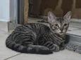 Cabecinha