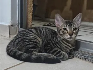 Gato raça SRD-ViraLata idade 2 a 6 meses nome Cabecinha