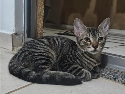 Gato raça SRD-ViraLata idade 2 a 6 meses nome Cabecinha