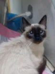 mel