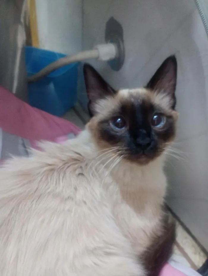 Gato raça Siamês idade 7 a 11 meses nome mel