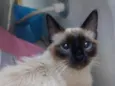 mel