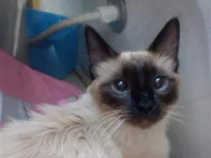 Gato raça Siamês idade 7 a 11 meses nome mel