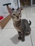 Nino