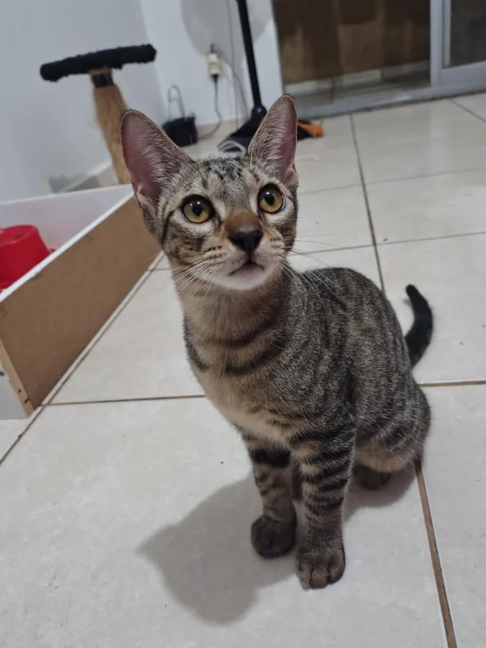Gato raça SRD-ViraLata idade 2 a 6 meses nome Nino