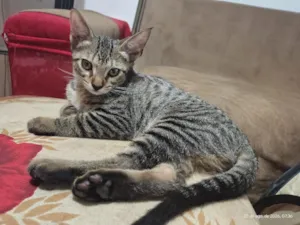 Gato raça SRD-ViraLata idade 2 a 6 meses nome Nino