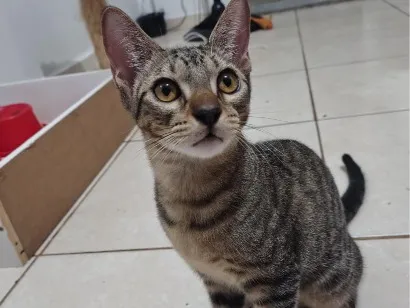Gato raça SRD-ViraLata idade 2 a 6 meses nome Nino