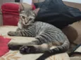 Ino