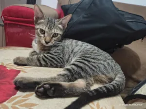 Gato raça SRD-ViraLata idade 2 a 6 meses nome Ino