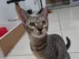 Ino
