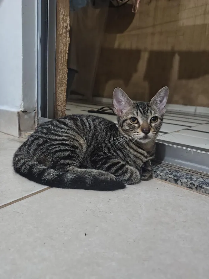 Gato raça SRD-ViraLata idade 2 a 6 meses nome Cabeça 
