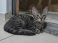 Cabeça 
