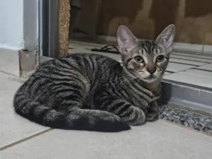 Gato raça SRD-ViraLata idade 2 a 6 meses nome Cabeça 