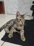 Japa
