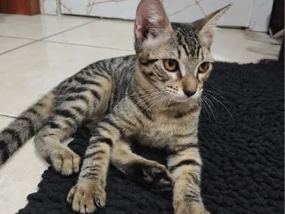 Gato raça SRD-ViraLata idade 2 a 6 meses nome Japa