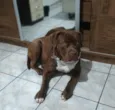 Pitbull 