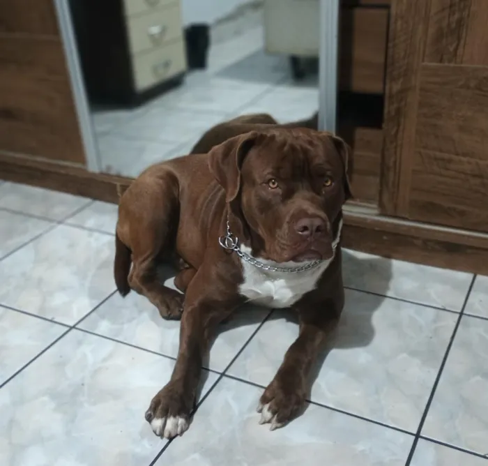 Cachorro raça Pit-Bull idade 1 ano nome Pitbull 