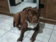 Pitbull 