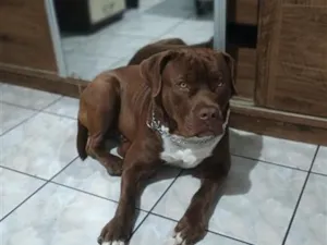 Cachorro raça Pit-Bull idade 1 ano nome Pitbull 