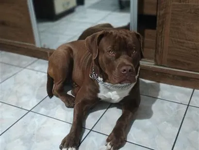 Cachorro raça Pit-Bull idade 1 ano nome Pitbull 