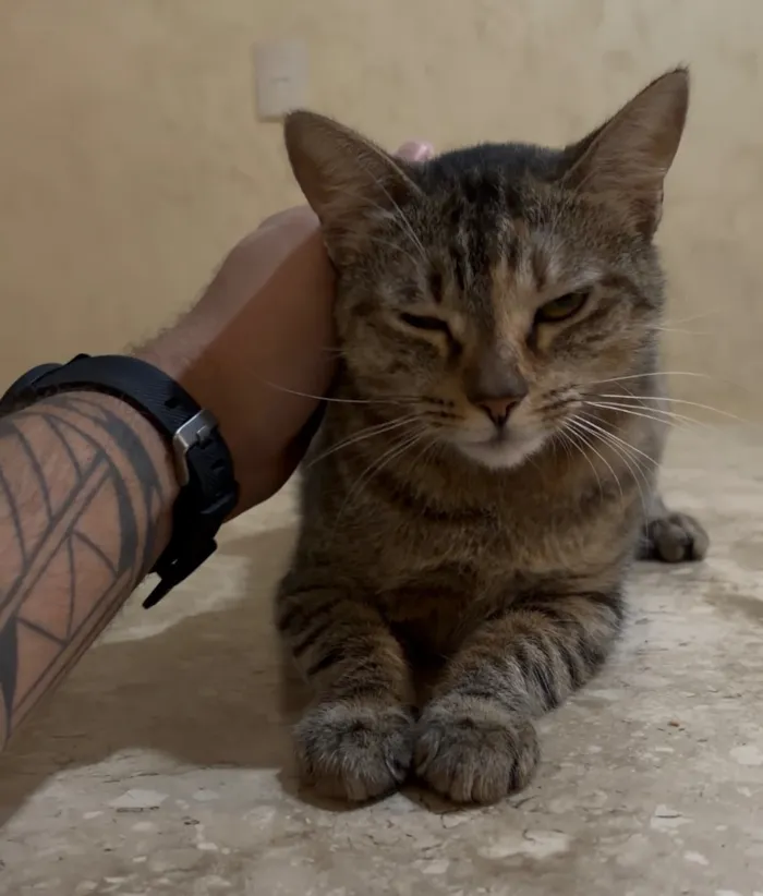 Gato raça SRD-ViraLata idade 1 ano nome Bia
