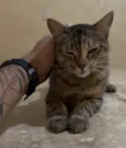 Bia