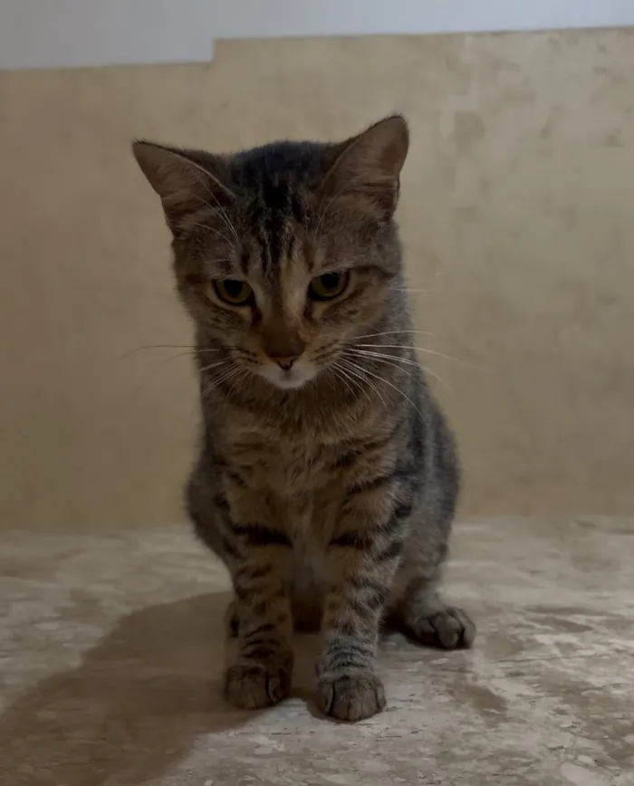 Gato raça SRD-ViraLata idade 1 ano nome Bia