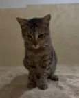 Bia